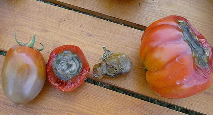 Cul noir de la tomate - pourriture apicale - nécrose apicale